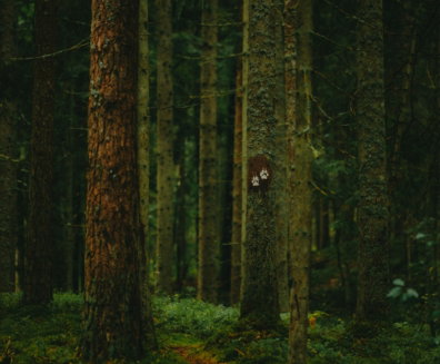 a-narrow-path-winds-through-a-dense--mossy-forest-.jpg A narrow path winds through a dense, mossy forest.